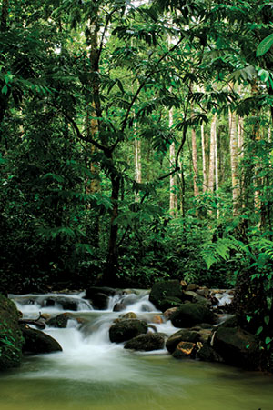 Reichtum an Heilpflanzen in den Regenwäldern Malaysias und Sumatras