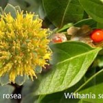 Rhodiola rosea und Withania somnifera