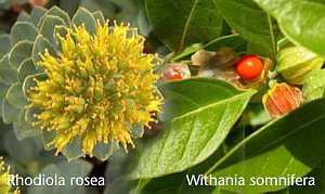 Rhodiola rosea und Withania somnifera