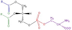 Phosphatidylserin als Nahrungsergänzung