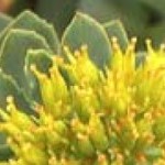 Rhodiola rosea Rosenwurz Wirkung Dosis Nebenwirkungen