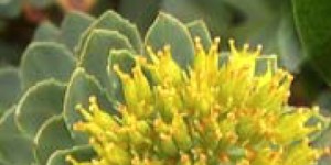 Rhodiola rosea Rosenwurz Wirkung Dosis Nebenwirkungen