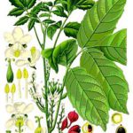 Guarana (Paullinia cupana), aus: Franz Eugen Köhler 1897, Köhlers Medizinal-Pflanzen