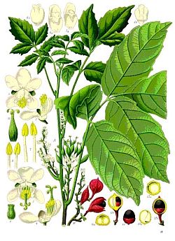 Guarana (Paullinia cupana), aus: Franz Eugen Köhler 1897, Köhlers Medizinal-Pflanzen