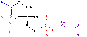 Strukturformel von Phosphatidylserin