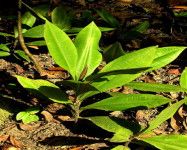 Kacip Fatimah (Labisia pumila)