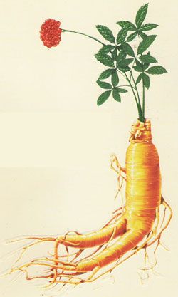 Panax ginseng (Ginseng), ganze Pflanze