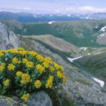 Rosenwurz (Rhodiola rosea) in extremer Lage