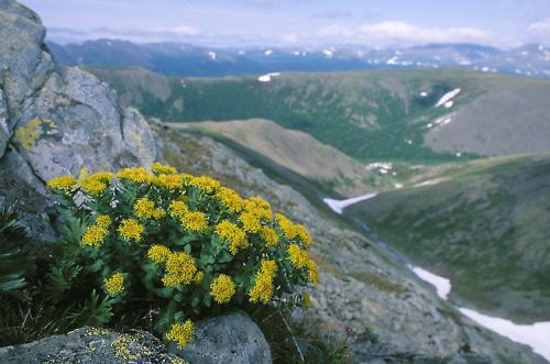 Rosenwurz (Rhodiola rosea) in extremer Lage